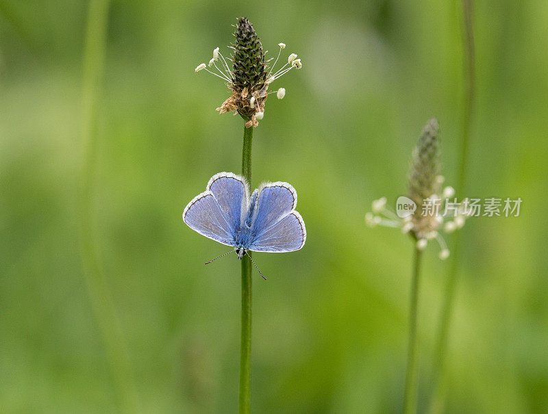 普通蓝蝴蝶(Polyommatus icarus)